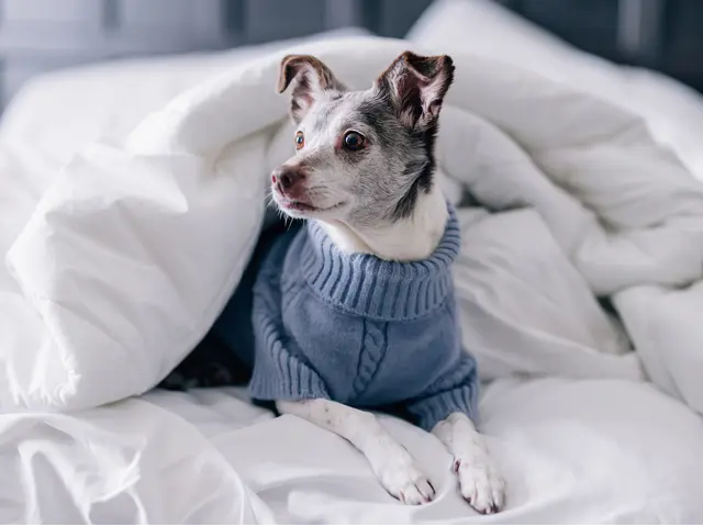 Very Important Pet (VIP)